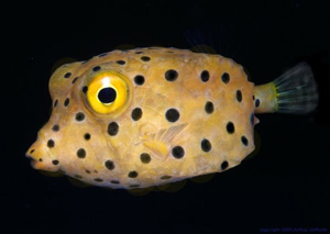 boxfishbaby