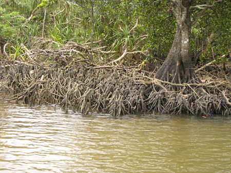 iriomote_mangrove