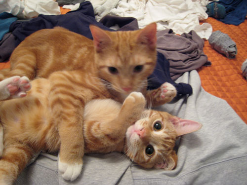 laundrycats1