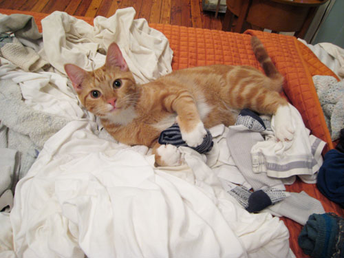 laundrycats2